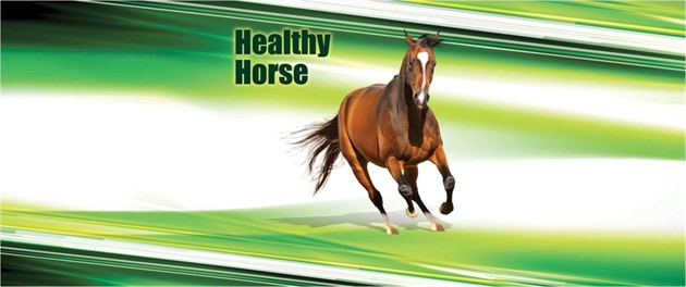 Healthy Horse